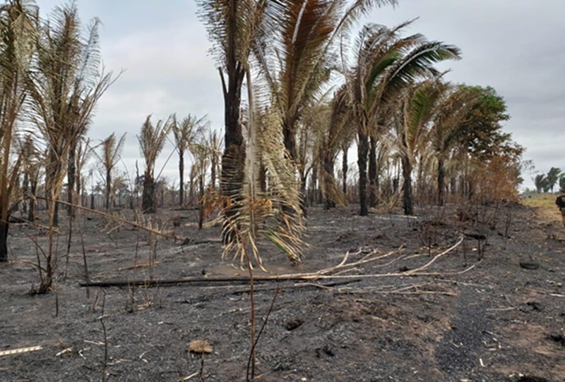 OPERAÇÃO ILLUSIO: PF cumpre mandados de prisão contra grupo acusado de invadir e incendiar reserva