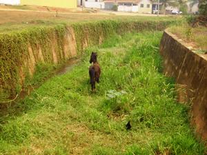 População de Ouro Preto do Oeste reivindica limpeza no canal