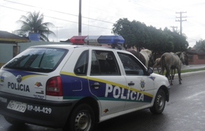 Cavalos soltos na avenida Chiquilito Erse  ( antiga Rio Madeira) atrapalham o trânsito