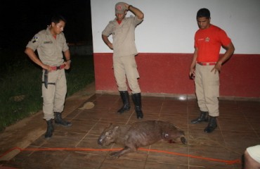 JARU - Corpo de Bombeiros captura capivara dentro da cidade