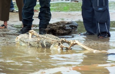 Homem é encontrado morto no rio Madeira; corpo foi dilacerado por piranhas e candirus - Fotos e Vídeo