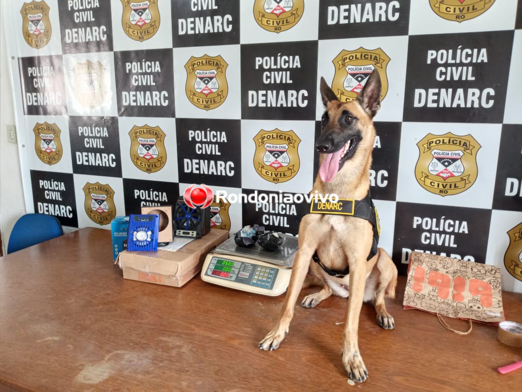 INDO PARA O MARANHÃO: Denarc faz operação com cães nos Correios e apreende droga avaliada em R$ 20 mil