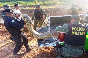 Sucuri de seis metros é capturada em bairro da capital