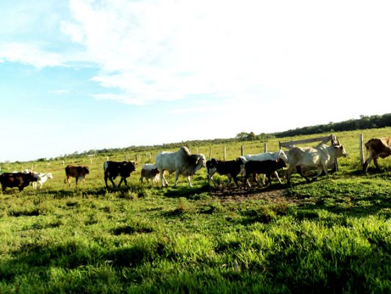 Rondônia já emite mais de 200 Guia de Transporte Animal online por mês