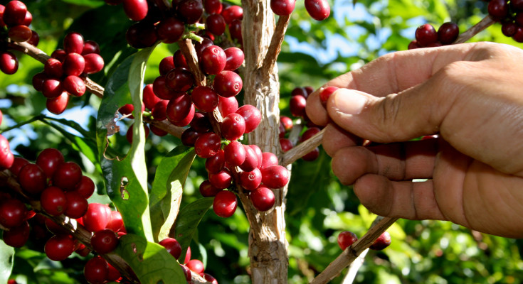 SETOR PRODUTIVO: Comitiva do Governo conhece plantação de café premiado em concursos