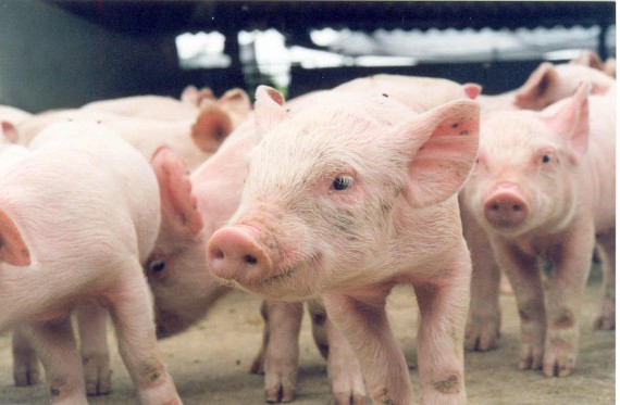 RONDÔNIA RURAL SHOW: Mostra de tecnologias a avicultura e suinocultura integra programação