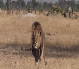 ALERTA - Extinção em massa da terra está acontecendo