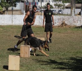 Cães farejadores são verdadeiros policiais no combate ao tráfico de drogas