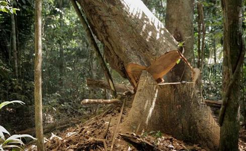 TRÁGICO: Trabalhador morre enquanto derrubava árvore em sítio