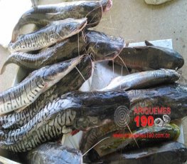 GOE em apoio à SEMA apreende mais de 100 Kg de pesca ilegal 