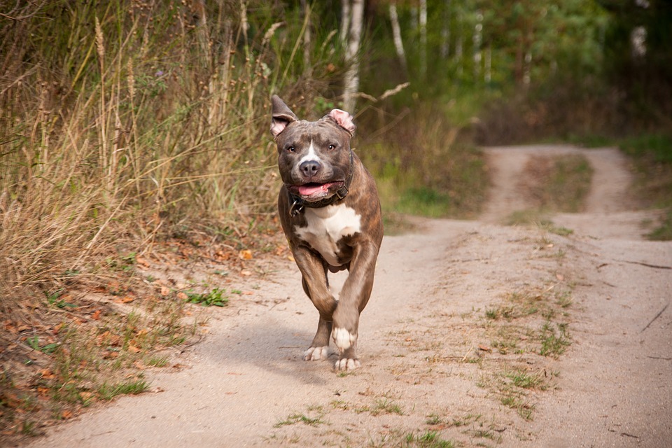 PORTÃO ABERTO: Pitbull foge de casa e ataca menino de quatro anos