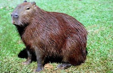 Motociclista atropela Capivara na Br 364 perto de Cacoal 