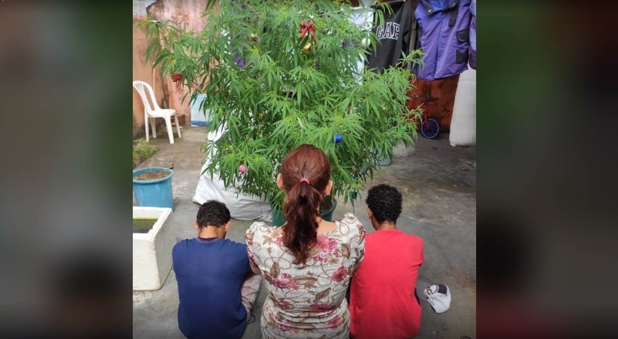 ÁRVORE DE NATAL: PM encontra pé de maconha com enfeites de Natal em casa e prende traficante