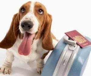 Passaporte para cães e gatos tem objetivo de reduzir burocracia