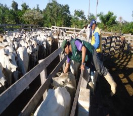 Vacinação contra febre aftosa na fronteira boliviana é iniciada