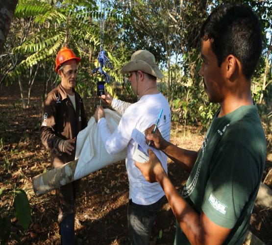 Dinâmicas de carbono são estudadas em Sistemas Agroflorestais Amazônicos