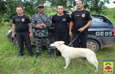 Canil do 2º Batalhão em Ji-Paraná realiza treinamento de busca e salvamento com cães