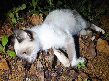 Gatos são envenenados em condomínio da capital