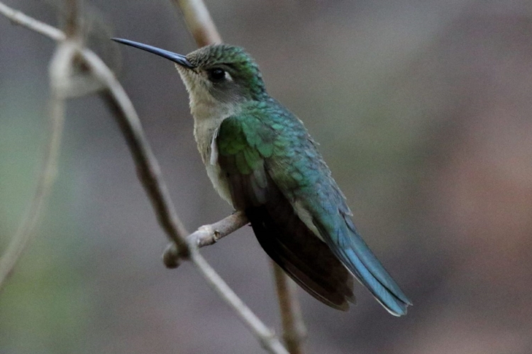  AUMENTOU: Divulgada a nova Lista de Espécies de Aves do Brasil com 1971 pássaros 