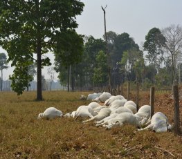 TEMPORAL: 52 bois são eletrocutados em propriedade; prejuízo é de R$ 100 mil 