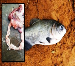 Piscicultores do estado se frustram com surgimento de verme nos peixes