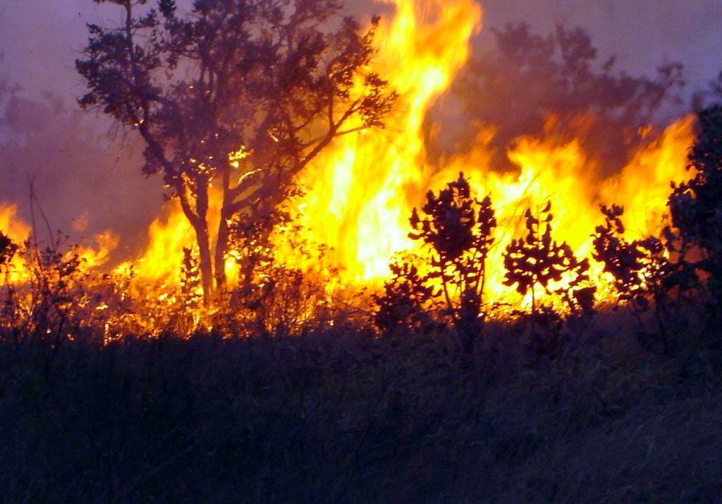 MEIO AMBIENTE: Multas contra queimadas podem chegar a R$ 7 milhões