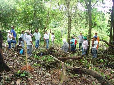 Projeto incentiva Sistema Agroflorestal  na recuperação de áreas alteradas