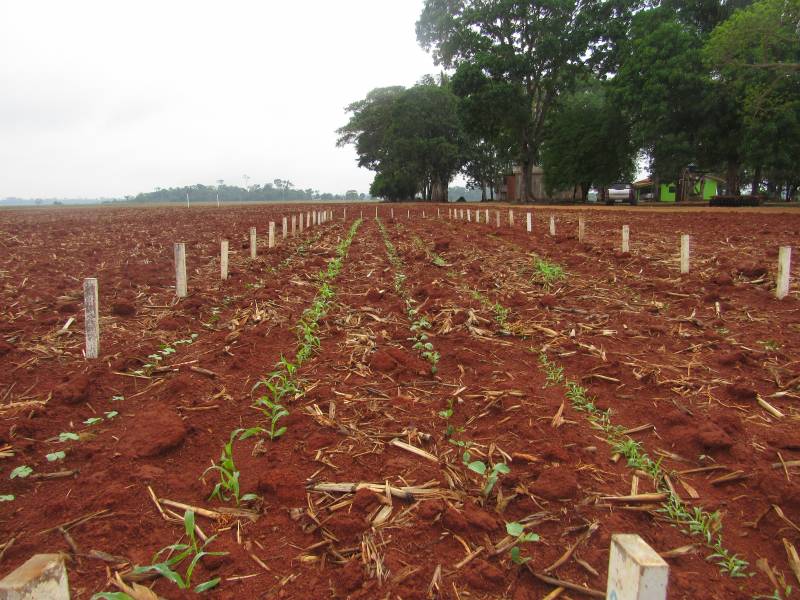 RONDÔNIA: Com apoio de produtores e de entidades rurais, agrônomo implanta estação de pesquisa