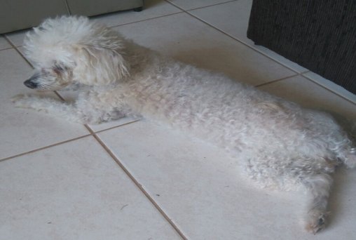 Cadela Poodle foi encontrada em condomínio na capital