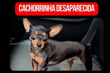 PROCURA-SE: Recompensa de R$ 1 mil para quem encontrar pinscher Chica