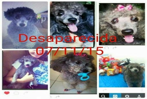 Família oferece recompensa para quem encontrar cadela Poodle