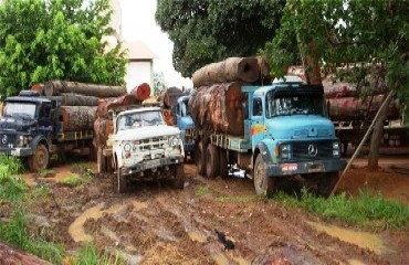 Fiscalização encontra comboio de madeira ilegal em estrada de RO