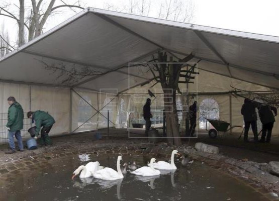 Casos de gripe aviária são detectados em aves ao redor de lago na Alemanha