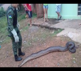 Sucuri com mais de cinco metros é capturada em residência na zona sul

