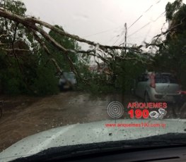 Veículos são danificados por árvores após chuva com fortes ventos