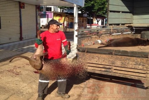 PIT BULL - comando dos Bombeiros afirma que PM agiu de forma legítima