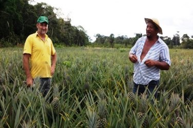 Assentamento se destaca com a produção de abacaxi