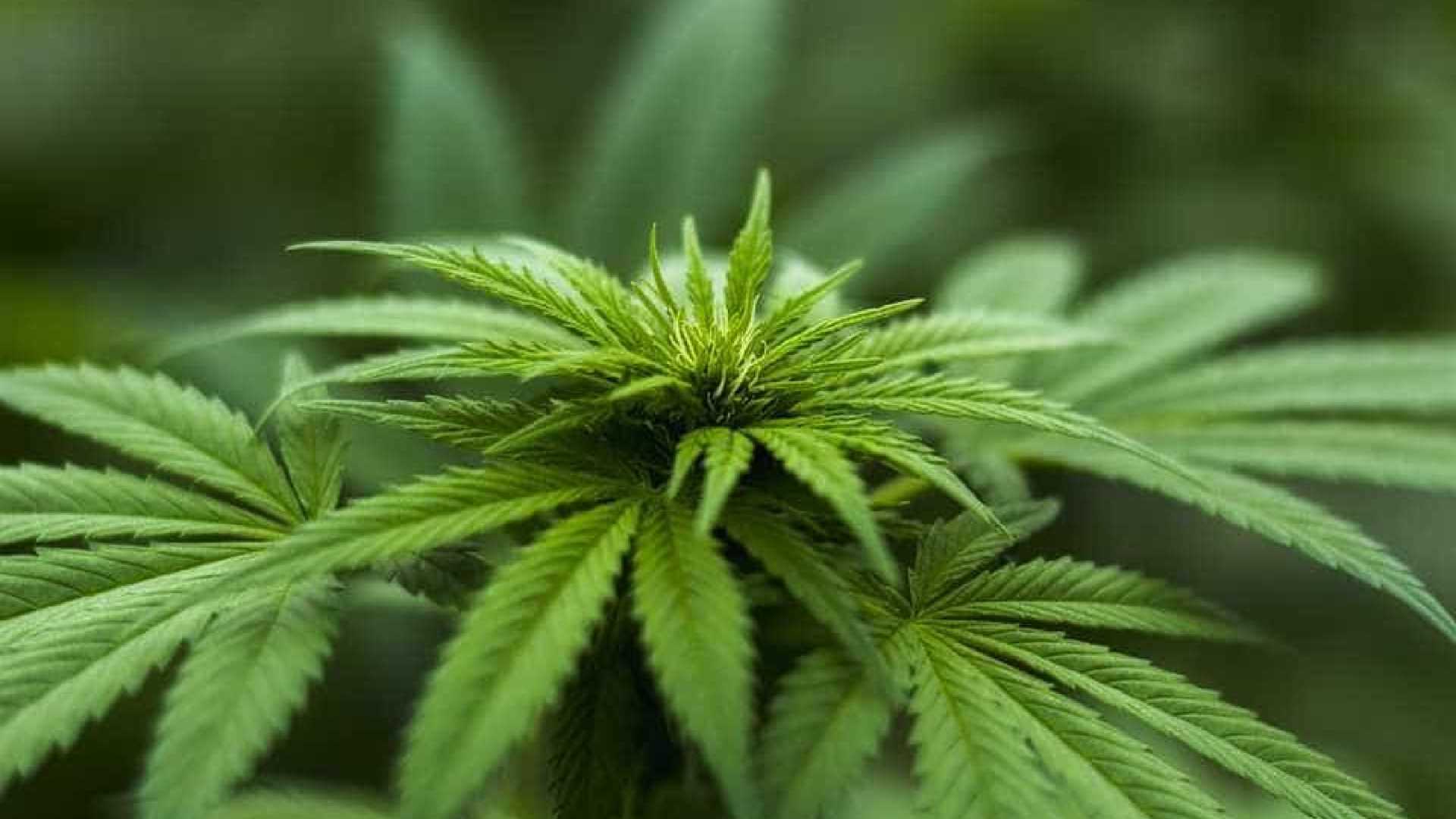 CANABIDIOL: Estados Unidos autorizam primeiro medicamento à base de maconha