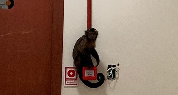 VISITA INUSITADA: Bombeiros capturam macaco no Tribunal de Justiça de Rondônia