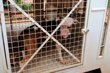 Cão Pit Bull solto ataca populares e quase mata cadelinha
