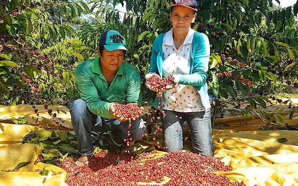 MINAS GERAIS: Cafeicultores de Rondônia participam de concurso de qualidade do café