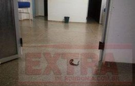 COBRA: Filhote é encontrado em hospital próximo a sala de observação 