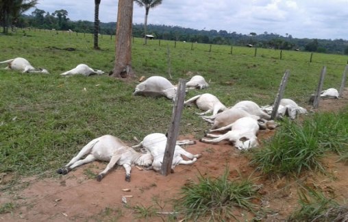 Raio cai em fazenda e mata 15 cabeças de gado 