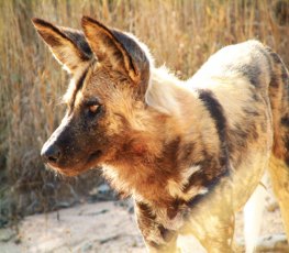 CENA DA CIDADE - Cachorro do mato é encontrado em condomínio da capital