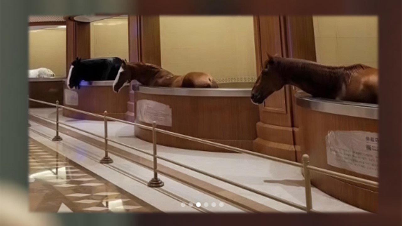 PURA RAÇA: Museu de cavalos existe e guarda 47 raridades 