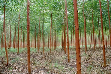 MATAS: Mapa abre consulta pública sobre Plano Nacional de Florestas Plantadas