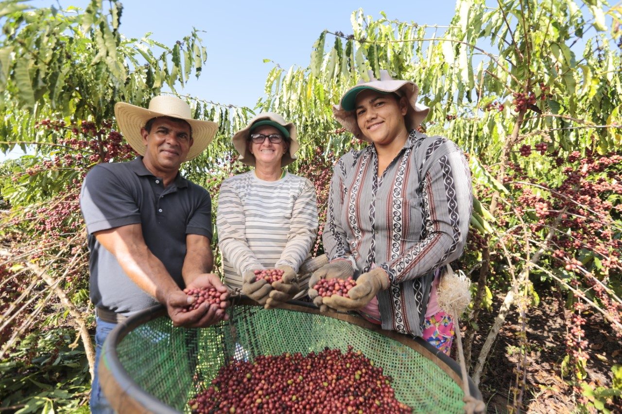 INVESTIMENTOS: Governo entrega mudas de café robusta para 44 municípios de Rondônia