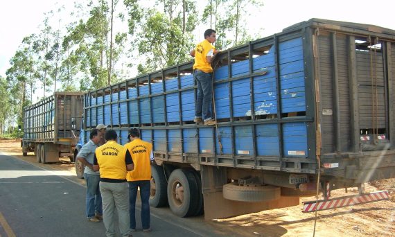 A PARTIR DE MAIO: Mapa regulamenta o não ingresso de animais vacinados contra a Febre Aftosa