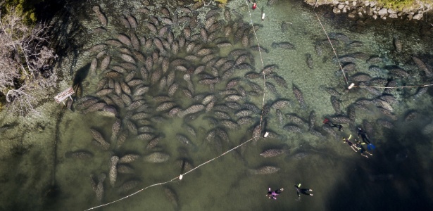 Frio congela iguanas vivas e faz peixes-boi se amontoarem na Flórida