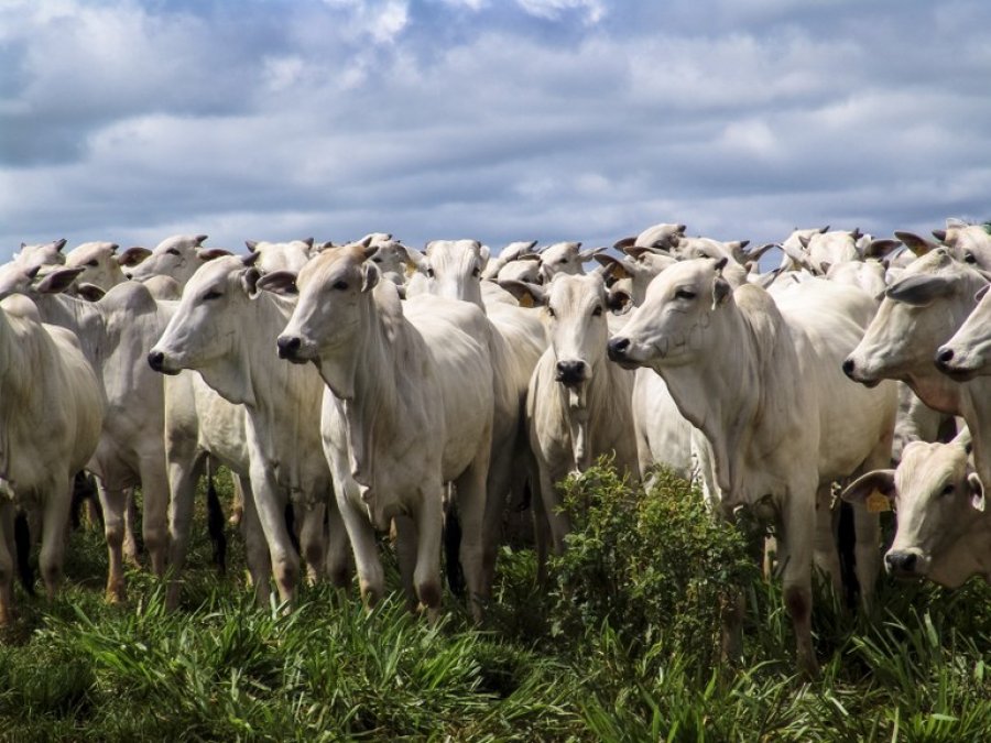 RONDÔNIA:  Mais de 70% dos pecuaristas já declararam rebanhos à Idaron